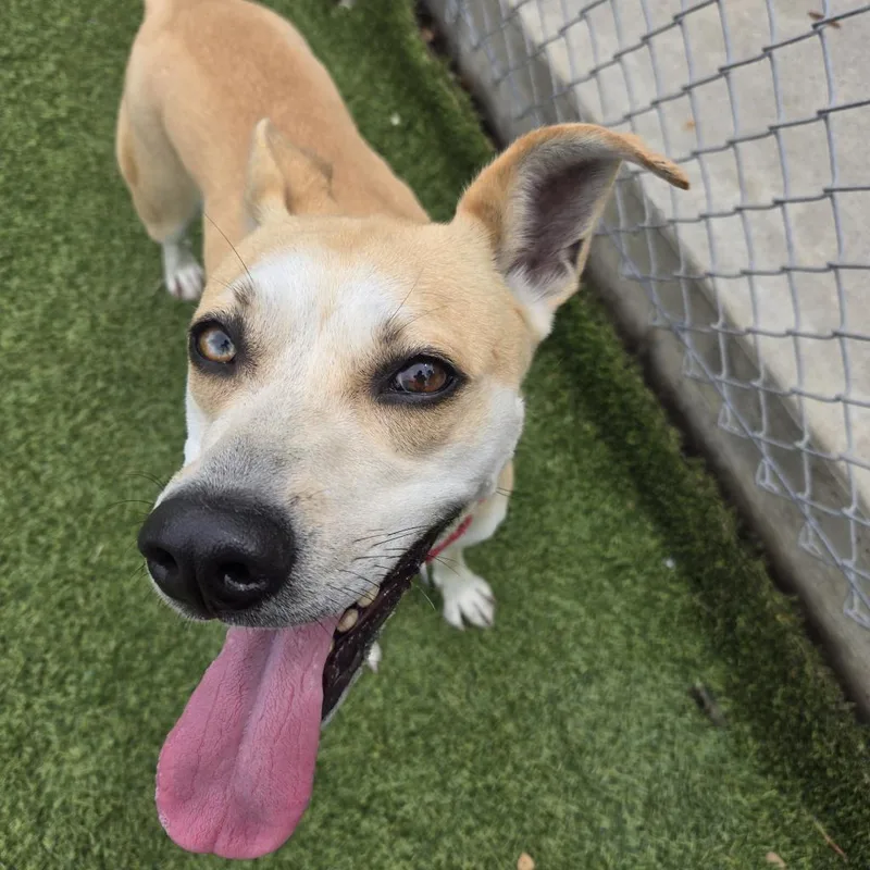 An adult medium-sized female Yellow / Tan / Blond / Fawn Yellow Labrador Retriever dog named Francine for adoption in Galveston, TX