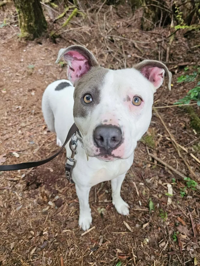 An adult medium-sized female White / Cream Pit Bull Terrier dog named Carly for adoption in Crescent city, CA