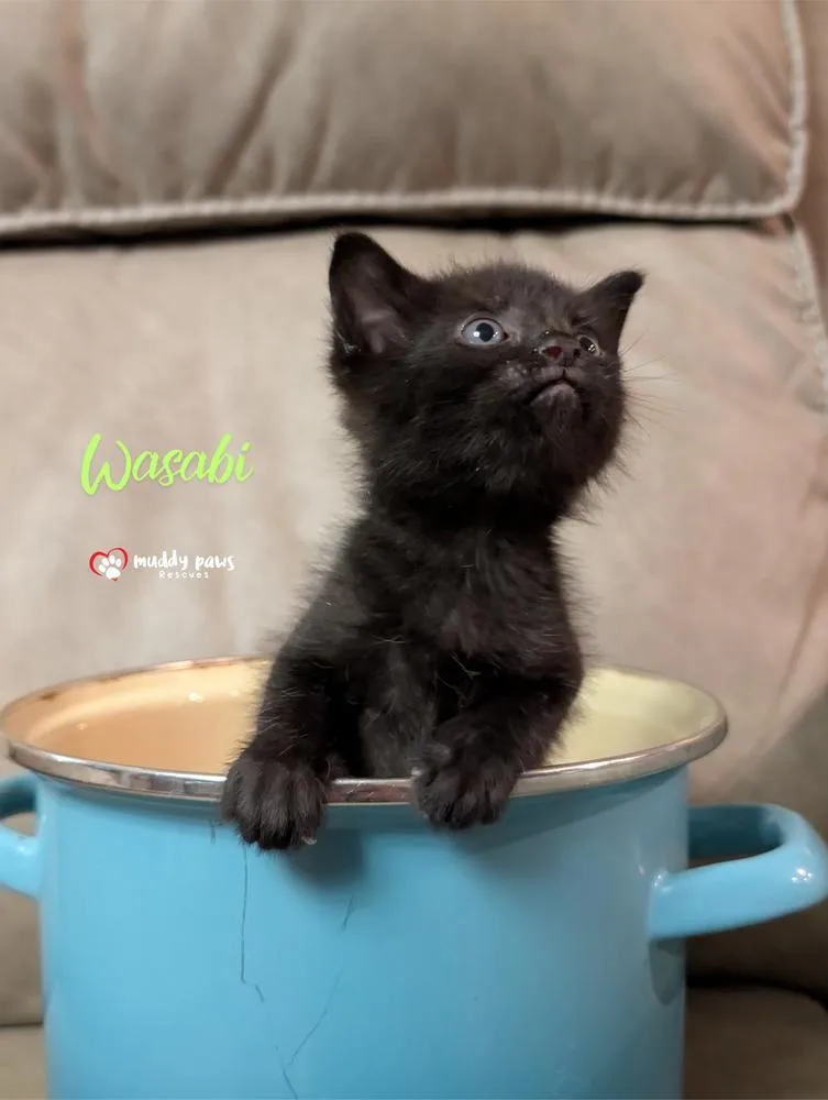 A baby small-sized male Black Domestic Short Hair cat named Secret Ingredients: Wasabi for adoption in Council Bluffs, IA