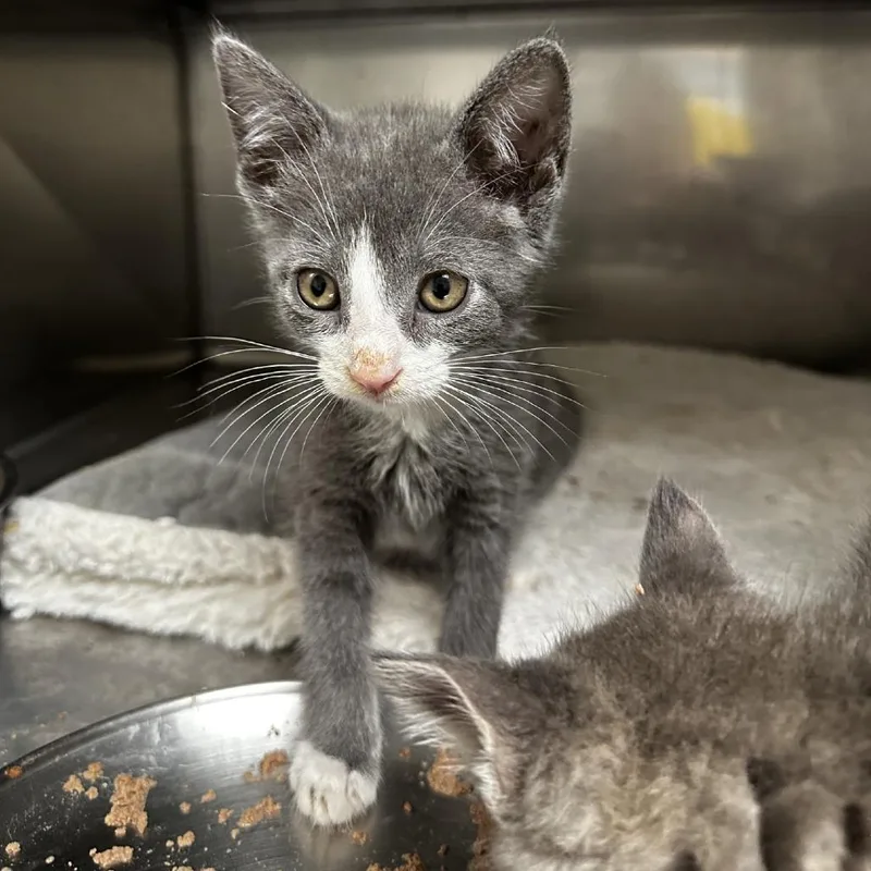 A baby small-sized male Gray / Blue / Silver Domestic Short Hair cat named Pinko for adoption in Blue Ridge, GA