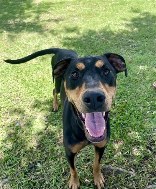 An adult large-sized female Doberman Pinscher dog named Linda for adoption in Sugar Land, TX