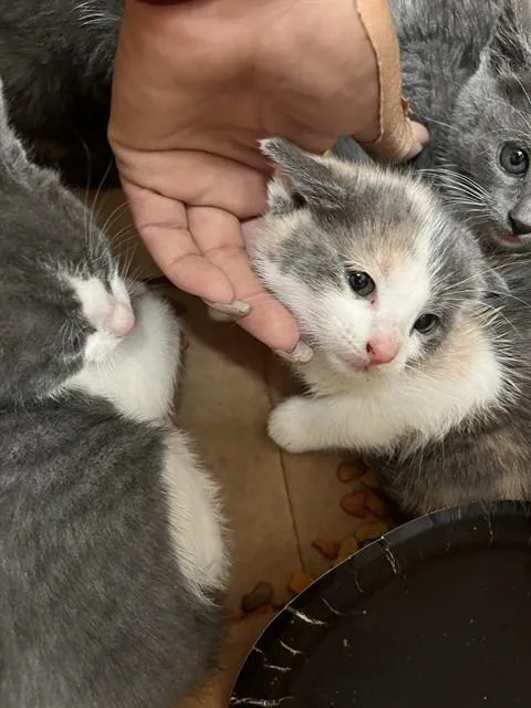 A baby small-sized female Domestic Short Hair cat named Laura for adoption in Stockton, CA
