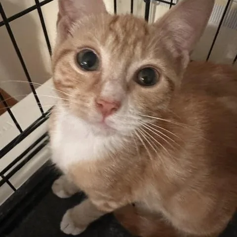 A baby medium-sized female Orange & White Domestic Short Hair cat named Tigris for adoption in Colonia, NJ