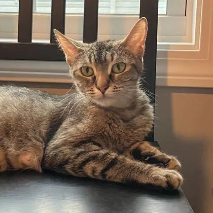An adult small-sized female Domestic Short Hair cat named Dame Diana Rigg for adoption in Wheaton, IL