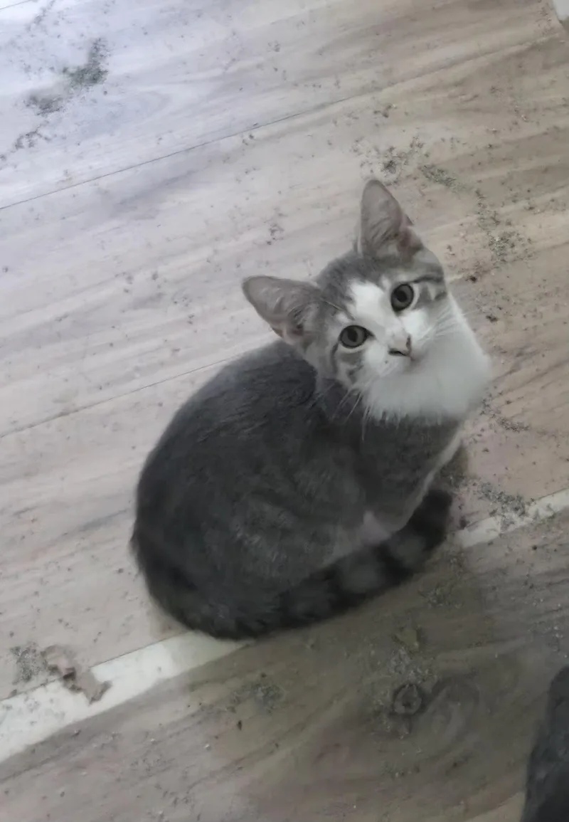 A young medium-sized male Gray & White American Shorthair cat named Dusty for adoption in Brookston, IN