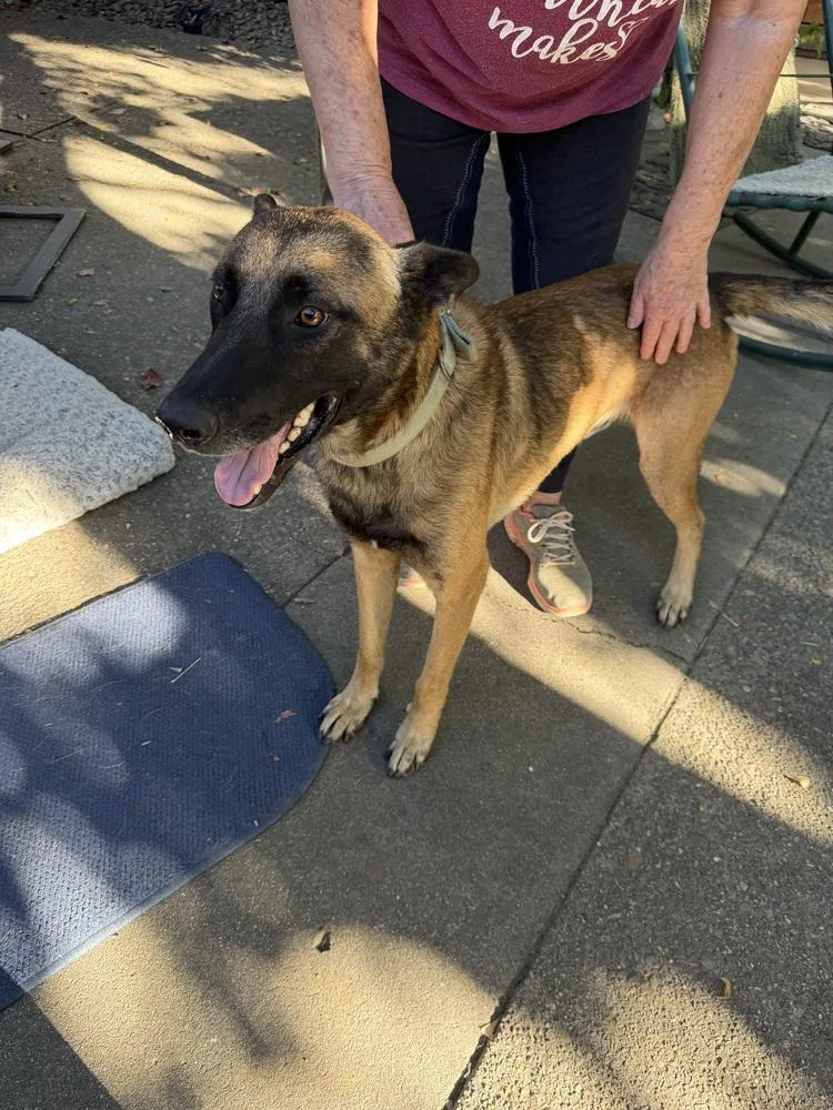 A young large-sized male Tricolor (Brown, Black, & White) Belgian Shepherd / Malinois dog named Jett Located in California for adoption in Imlay City, MI