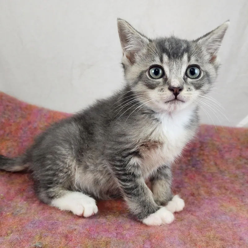 A baby small-sized male Tabby (Gray / Blue / Silver) Domestic Short Hair cat named Clyde for adoption in New York, NY