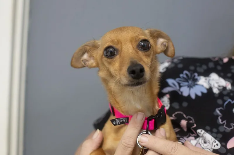 An adult small-sized female Chihuahua dog named Little Foot for adoption in Mountain Home, AR