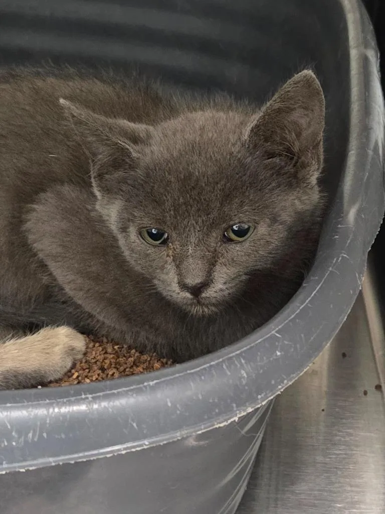 A young small-sized male Domestic Short Hair cat named Socks for adoption in Athens, TN