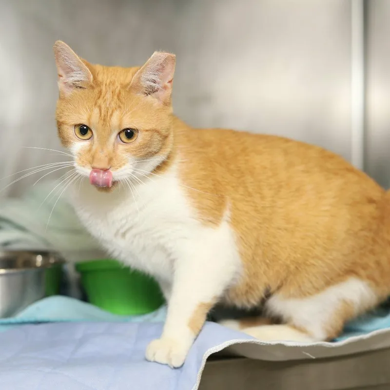 An adult medium-sized female Orange / Red Domestic Short Hair cat named Tipsy for adoption in Evansville, IN