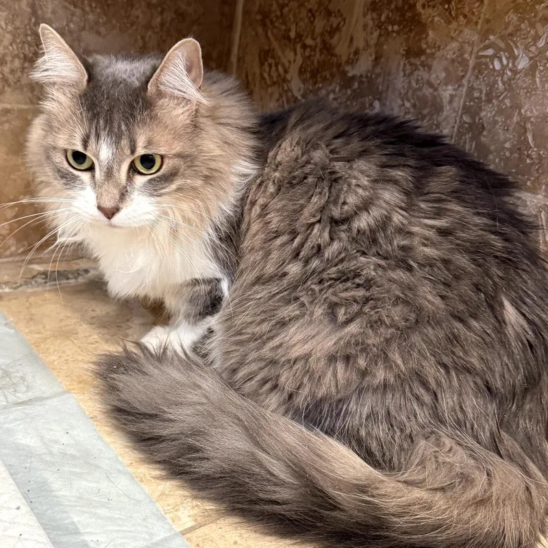 An adult large-sized female Gray / Blue / Silver Domestic Long Hair cat named Jazzy for adoption in Los Angeles, CA