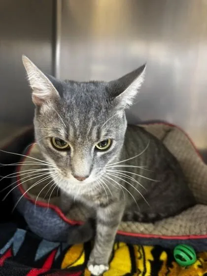 An adult small-sized male Domestic Short Hair cat named Tape for adoption in Roseville, CA