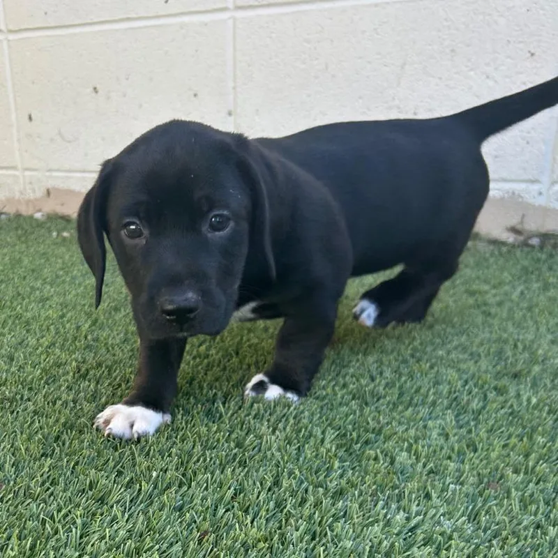 A baby medium-sized female Black Basset Hound dog named Aurora for adoption in LOXAHATCHEE, FL