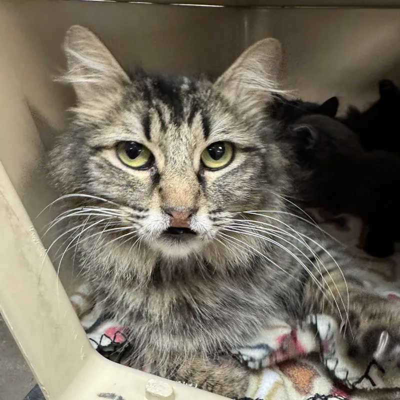 An adult medium-sized female Brown / Chocolate Domestic Medium Hair cat named Ducky for adoption in Reno, NV