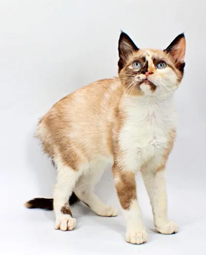 A baby small-sized female Siamese cat named Persephone for adoption in Morton Grove, IL