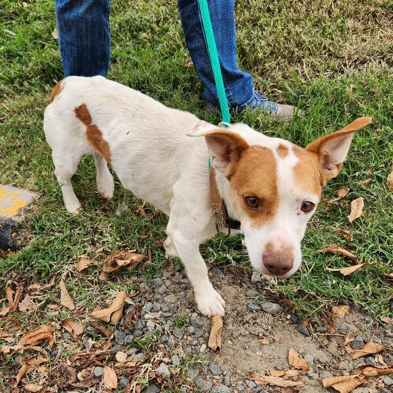 An adult small-sized male Jack Russell Terrier dog named Russ for adoption in Falls Church, VA