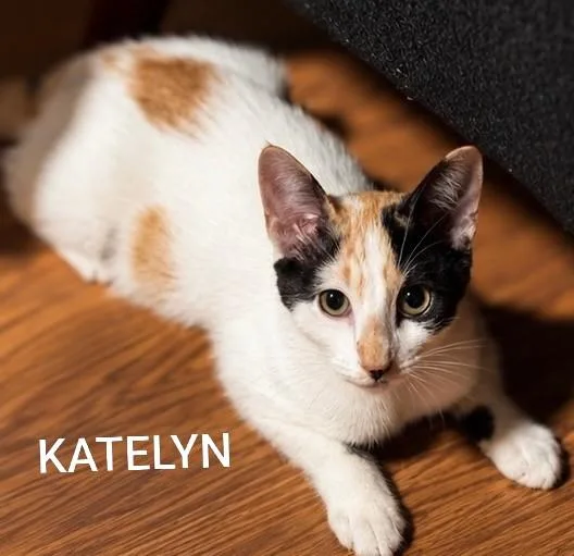 A young medium-sized female Calico Domestic Short Hair cat named Katelyn for adoption in Hawthorne, CA