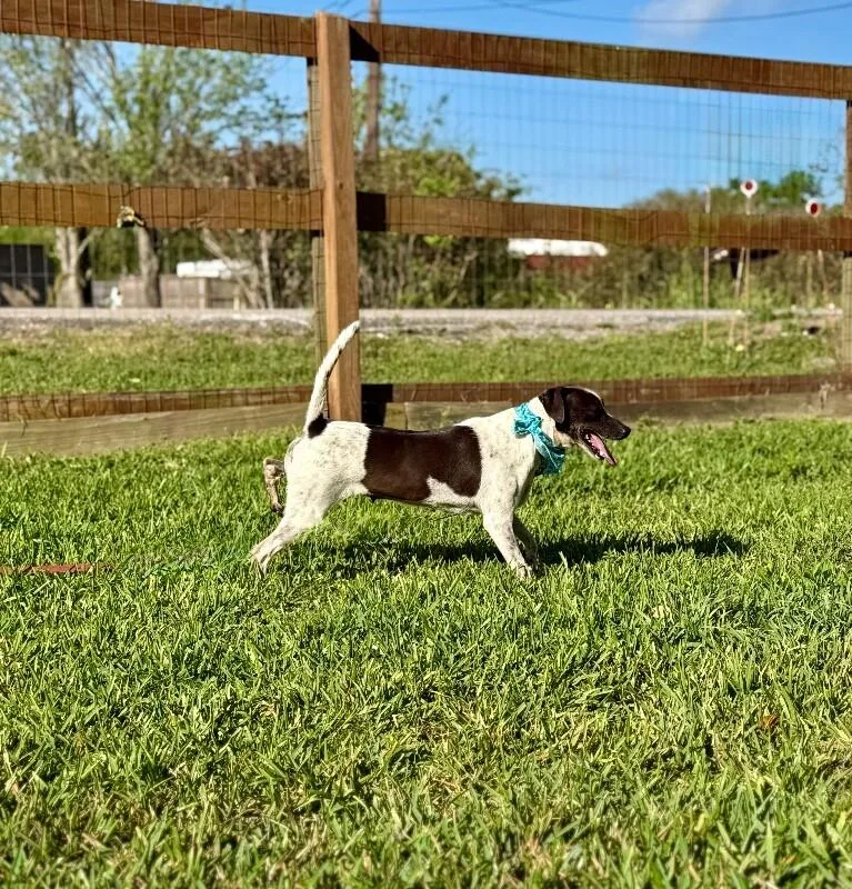 Piper Pepper Girly thumbnail 2