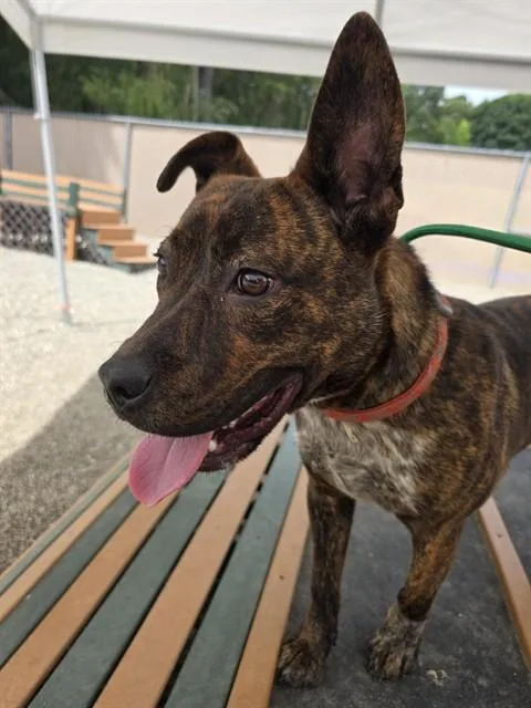 A young medium-sized male American Staffordshire Terrier dog named Rosco for adoption in Lincolnton, NC