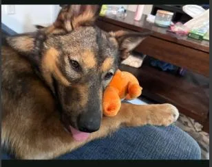 A young medium-sized female Brown / Chocolate German Shepherd Dog dog named Maggie for adoption in renton, WA