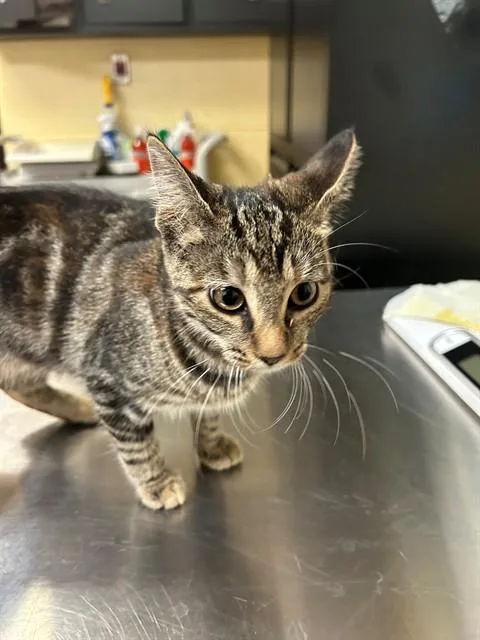 A young medium-sized female Domestic Short Hair cat named Mini for adoption in Cookeville, TN