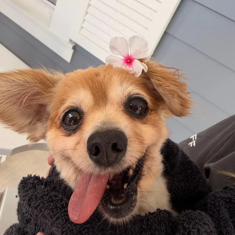 A senior small-sized female Golden Chihuahua dog named Coco for adoption in Clearwater, FL