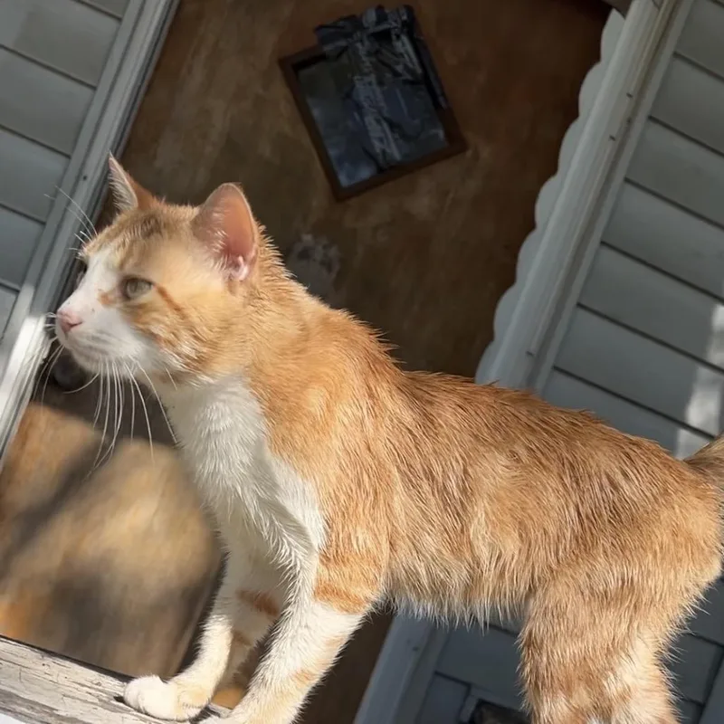 An adult small-sized male Orange / Red Domestic Short Hair cat named Lolc for adoption in East Saint Louis, IL