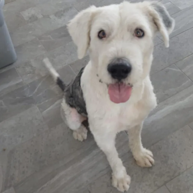 An adult large-sized male White / Cream Wheaten Terrier dog named Bruno for adoption in Escondido, CA