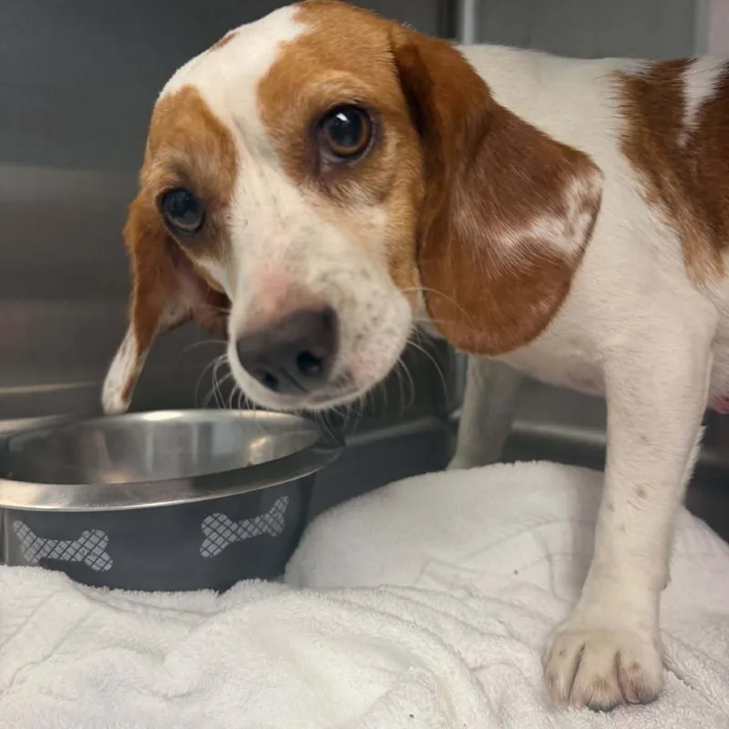 A young small-sized female Yellow / Tan / Blond / Fawn Beagle dog named Joyce for adoption in Blue Ridge, GA
