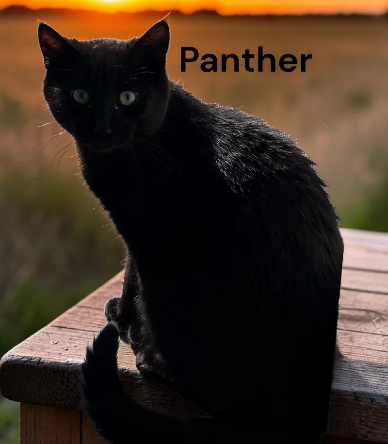 A young medium-sized male Black Domestic Short Hair cat named Panther for adoption in Weems, VA