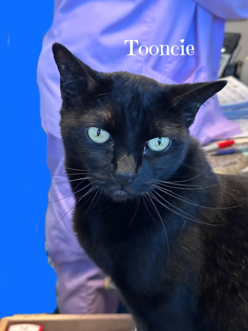 Toonces thumbnail 2