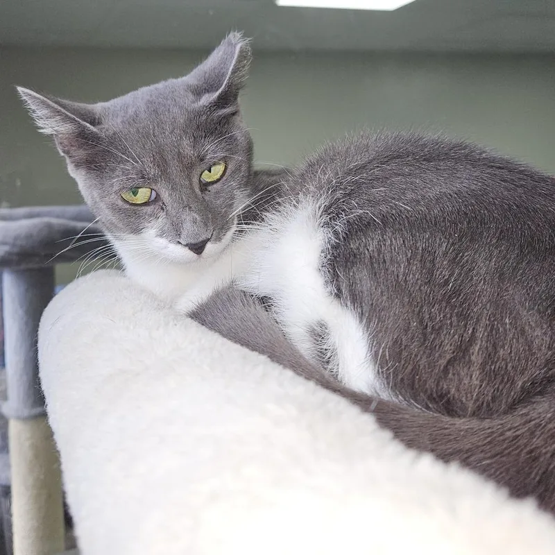 An adult medium-sized female Domestic Short Hair cat named Edna for adoption in Gainesville, FL