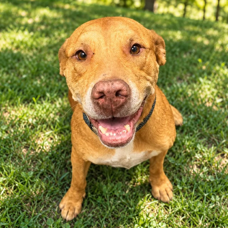 A senior large-sized male Brown / Chocolate Mixed Breed dog named Cass for adoption in Columbiana, AL