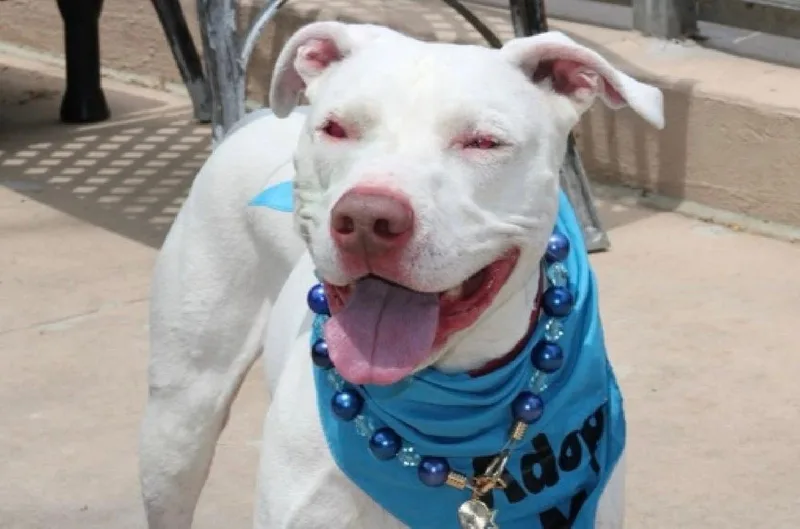 An adult medium-sized male White / Cream Mixed Breed dog named Jude for adoption in New York, NY