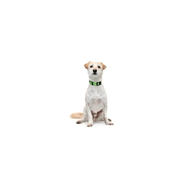 An adult small-sized male White / Cream Mixed Breed dog named Hudson for adoption in Playa Vista, CA
