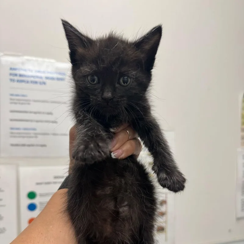A baby small-sized male Black Domestic Short Hair cat named Peluche for adoption in Los Angeles, CA