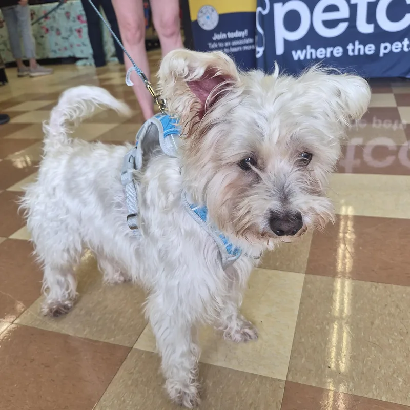 An adult small-sized male White / Cream West Highland White Terrier / Westie dog named Oscar for adoption in Nashville, TN