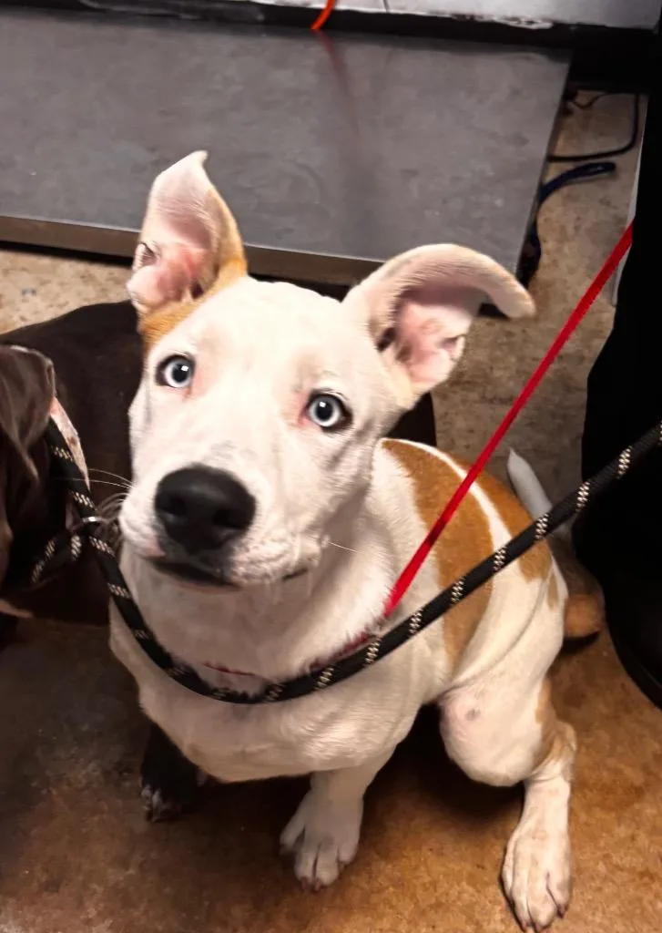 A young medium-sized male American Staffordshire Terrier dog named Banjo for adoption in New Braunfels, TX