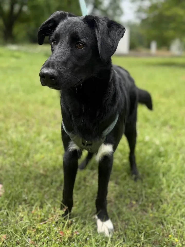 A baby medium-sized male Black Australian Cattle Dog / Blue Heeler dog named Matt for adoption in Calera, AL