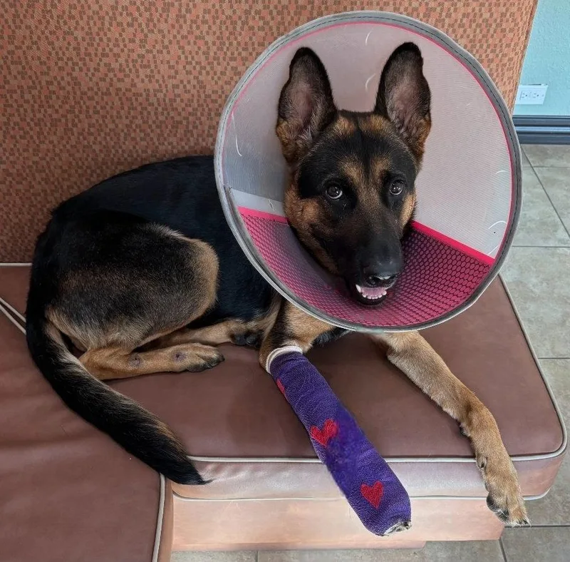 An adult large-sized female German Shepherd Dog dog named Dixie  F for adoption in Tampa, FL