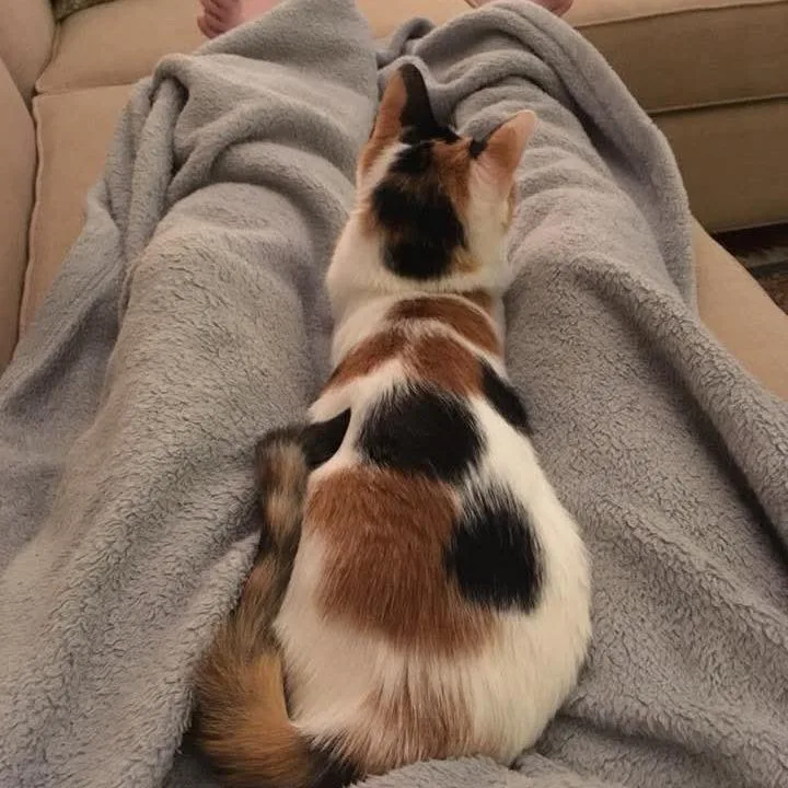 Bella Boo thumbnail 3