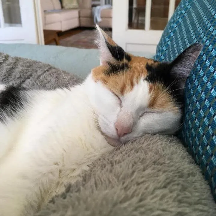 Bella Boo thumbnail 5