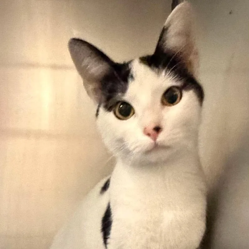 A young medium-sized female Domestic Short Hair cat named G&F Siblings: Grace for adoption in Washington, DC