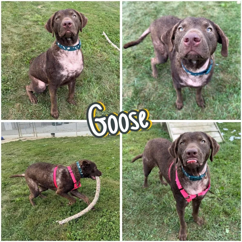 A young large-sized female Chesapeake Bay Retriever dog named Goose for adoption in Pierceton, IN