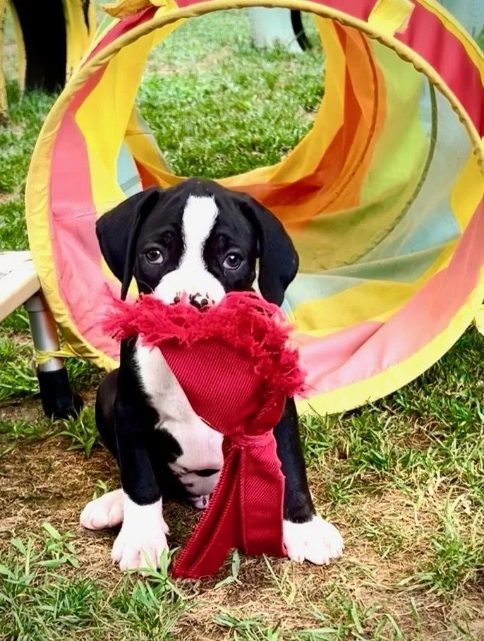 A baby large-sized male Boxer dog named Ozzie for adoption in Mooresville, NC