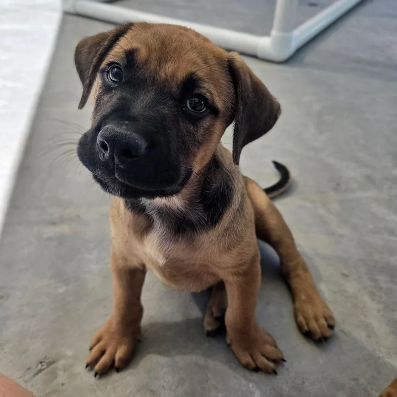 A baby small-sized male Yellow / Tan / Blond / Fawn Black Mouth Cur dog named Snap for adoption in Newport, TN