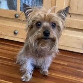 An adult small-sized male Bicolor Yorkshire Terrier dog named Trevor for adoption in Orlando, FL