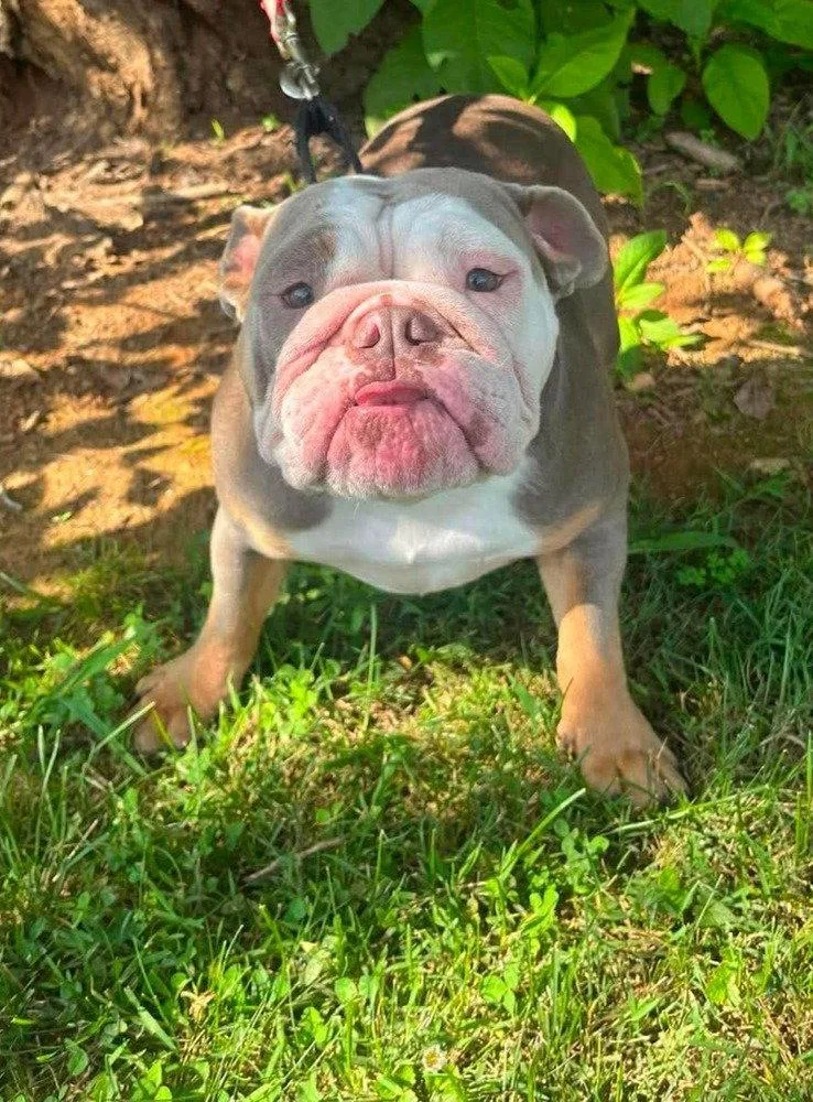 An adult medium-sized female American Bulldog dog named Korra for adoption in Candler, NC