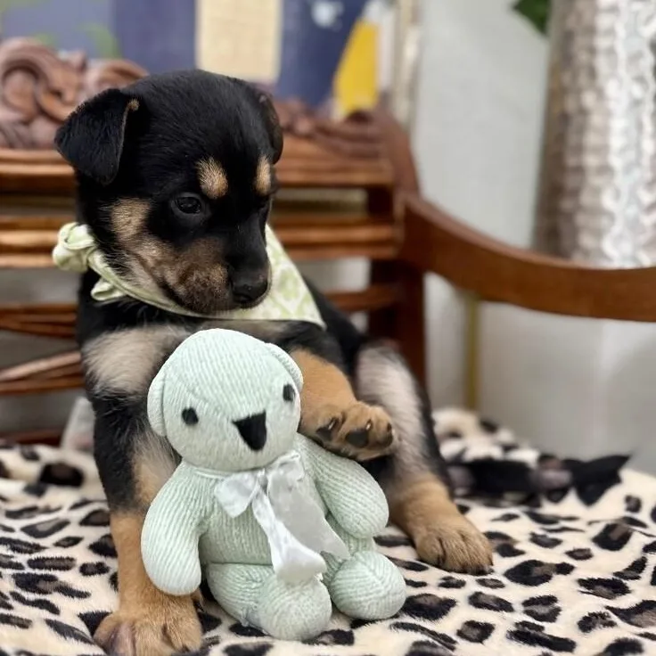 A baby medium-sized female Brown / Chocolate German Shepherd Dog dog named Katherine Plumber Broadway for adoption in Friendswood, TX