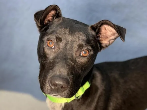 A young medium-sized male Border Collie dog named Roy for adoption in Portland, OR